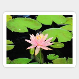 Blue Dragonfly On Pink Flower Sticker